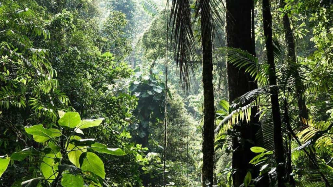 Biodiversitatea – viaţa în toate formele ei