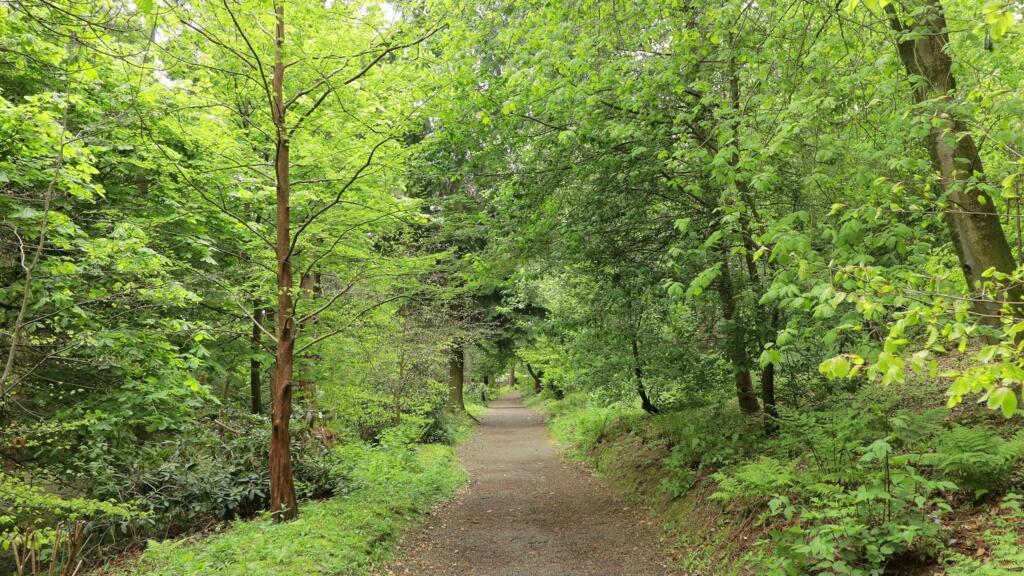 Apărătorii pădurilor